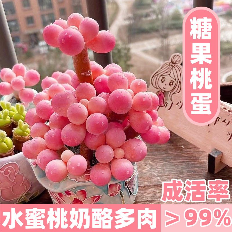 多肉水蜜桃奶酪多肉植物