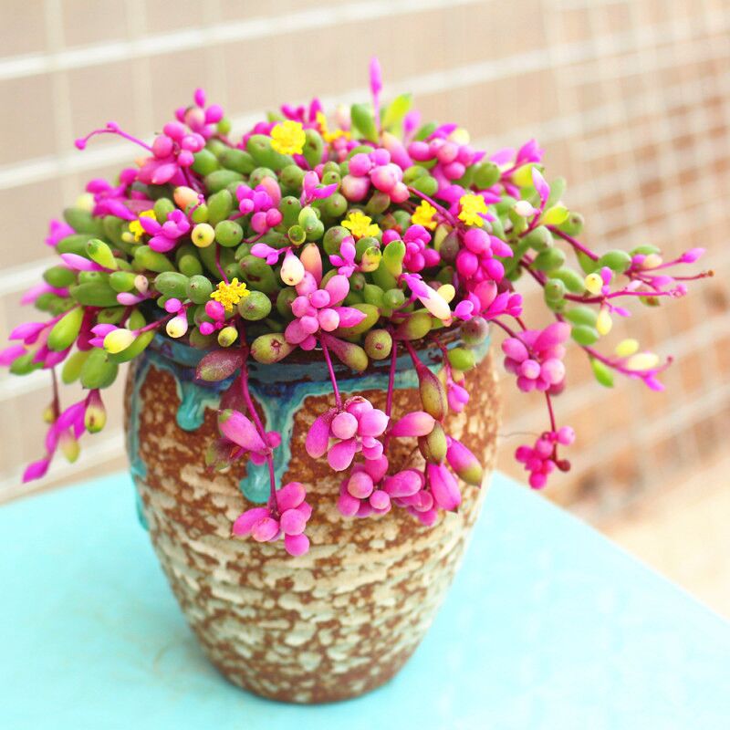 多肉植物吊兰盆栽紫玄月室内阳台