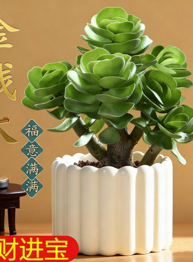 金钱木室内阳台花卉盆栽
