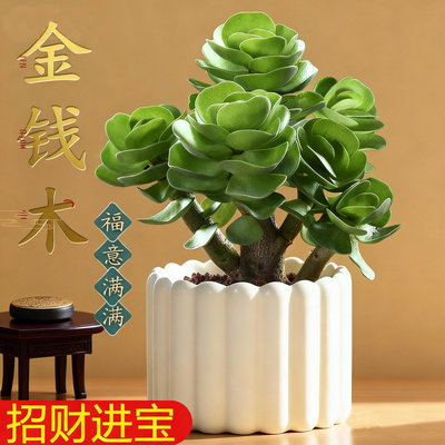 金钱木室内阳台花卉盆栽