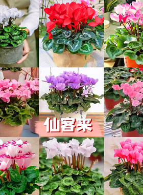 粉色仙客来盆栽室内观赏花卉