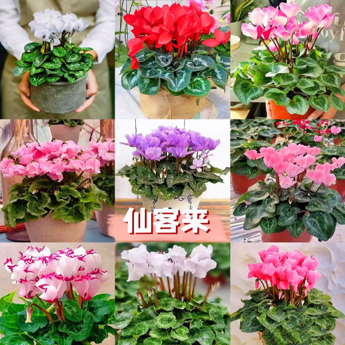粉色仙客来盆栽室内观赏花卉
