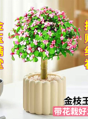 金枝玉叶多年老桩盆栽带盆带土室内阳台办公室桌面绿植花卉棒棒糖