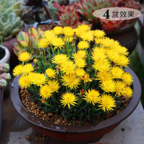 黄花照波红花奔龙多肉好养活