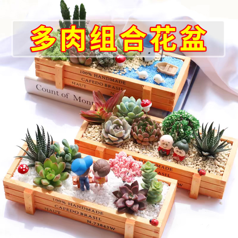 多肉植物组合盆栽创意diy拼盘套餐桌面木质花盆肉肉室内绿植花卉