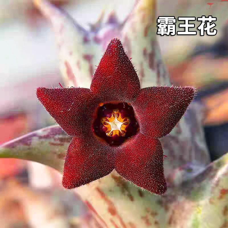 新品多肉植物紫龙角稀奇古怪的植物霸王花四季好养趣味好养小盆栽,鲜花速递/花卉仿真/绿植园艺,多肉植物,淘宝优惠券,粉丝福利购,淘宝优惠卷