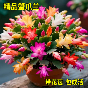 年宵花蟹爪兰盆栽带花苞多肉植物室内好养当年开花绿植花卉盆栽