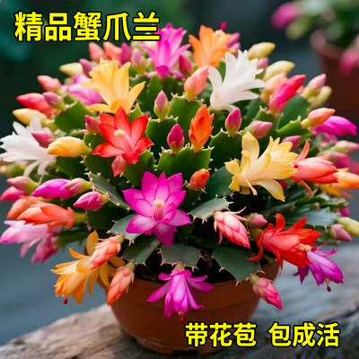 蟹爪兰盆栽带苞易养当年开花