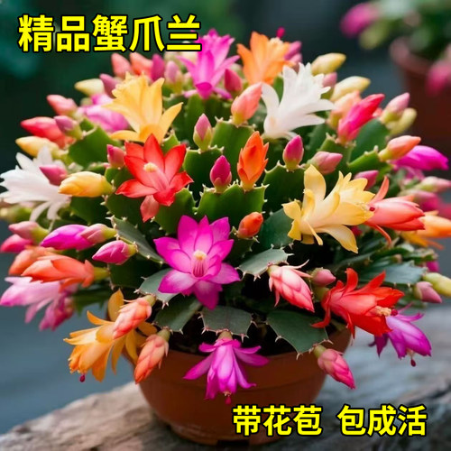 蟹爪兰盆栽带苞易养当年开花