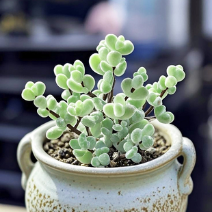 稀有多肉植物枝干番杏莱斯糖球玉米多肉稀有新品花卉小盆栽好养活