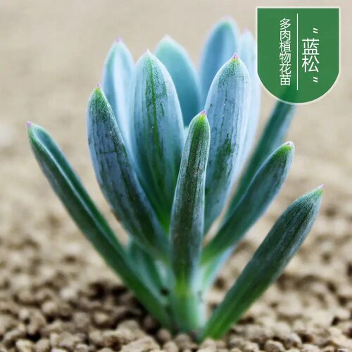 稀有多肉植物蓝松多肉苗室内阳台