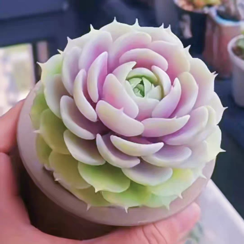 新品多肉植物净化空气盆栽绿植