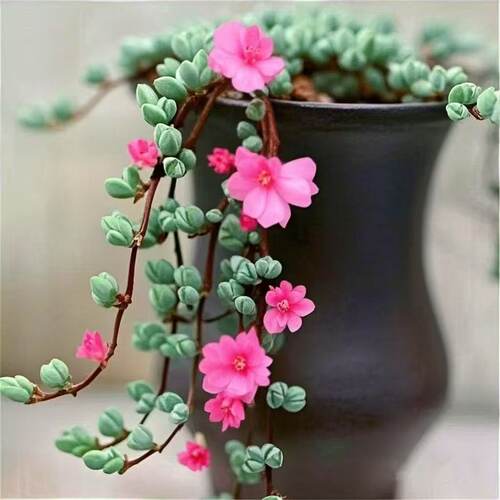 小桃心碧玉莲多肉盆栽群生易养