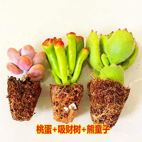 新手多肉植物组合好养活