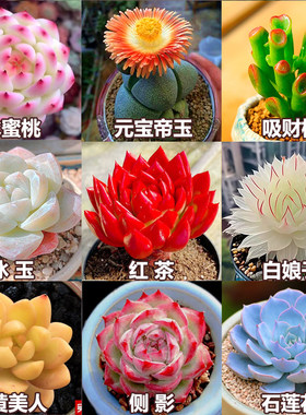 多肉植物组合套餐防辐射新手好养
