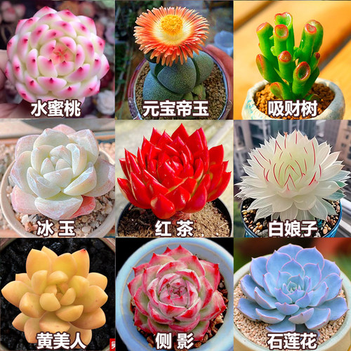 多肉植物组合套餐防辐射新手好养