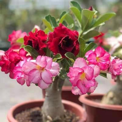 沙漠玫瑰盆栽重瓣植物室内花卉