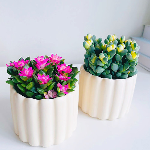 鹿角海棠锦吹雪之松锦多肉植物