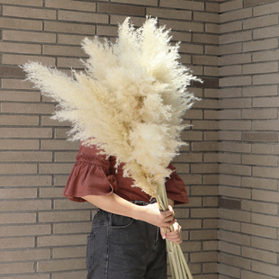 大芦苇干花米白色蒲苇网红真花客厅摆件婚礼装饰插花轻奢家居装饰