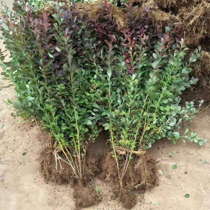 苗圃庭院植物园林绿化红叶小檗苗