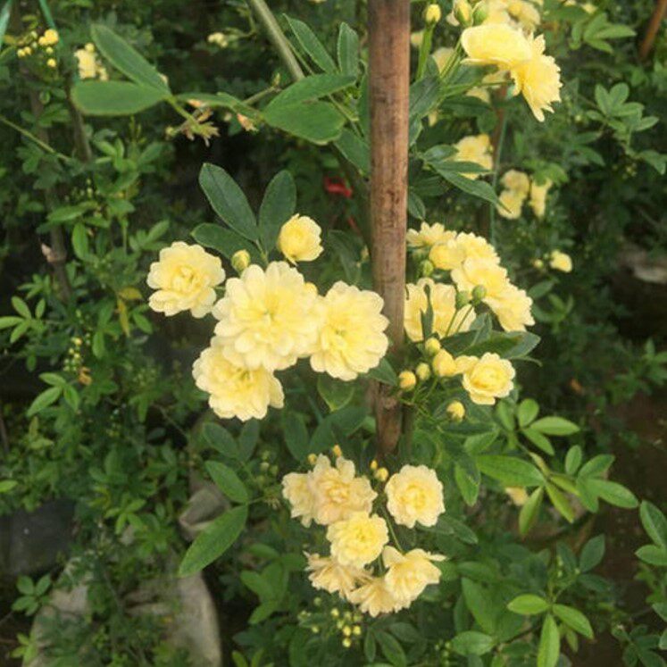 攀缘花卉苗木香花苗黄色木香爬藤植物 阳台盆栽花卉 庭院植物树苗