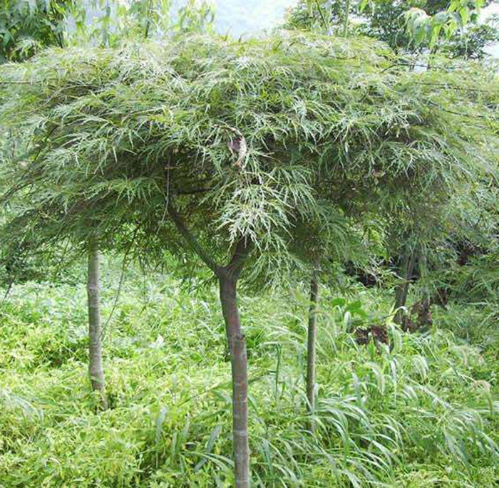 庭院花卉植物苗木羽毛枫苗绿羽毛