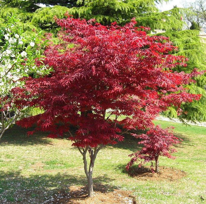 园林绿化苗木嫁接红枫苗庭院植物盆栽中国红枫苗红枫小苗盆栽红枫