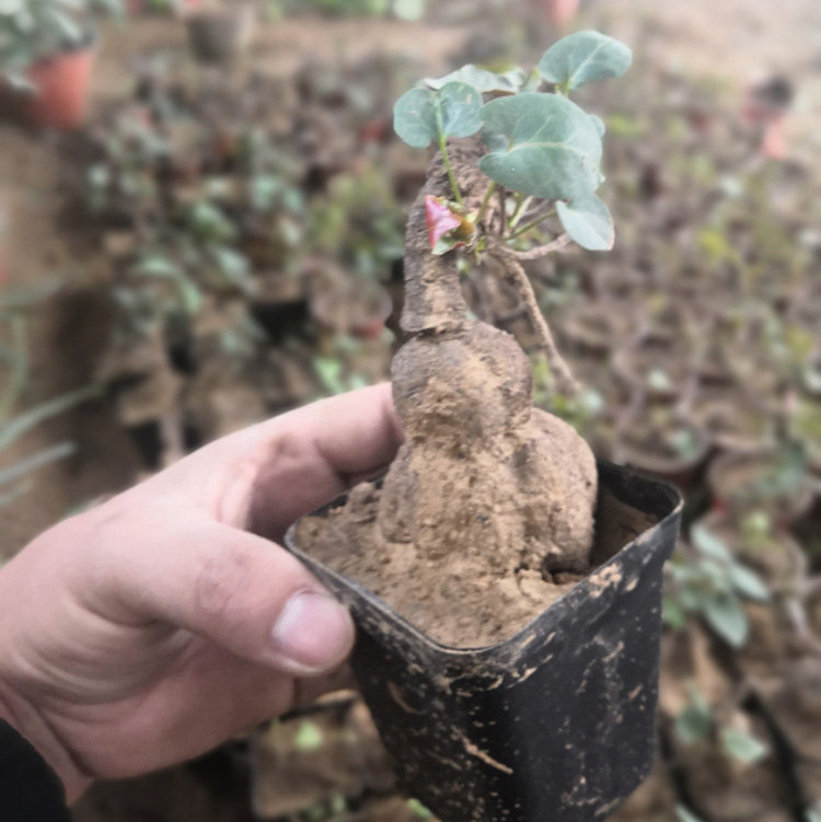 观叶植物爬藤耐寒盆栽何首乌