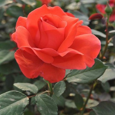 庭院观花大花月季品种植物花卉