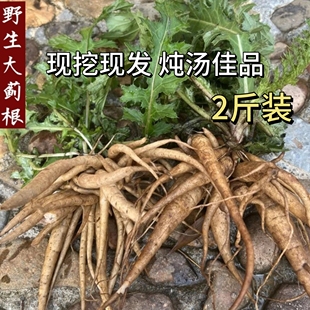 大蓟根新鲜内叶刺野生自挖猪母刺蓟马蓟虎蓟刺儿菜草药炖汤500克