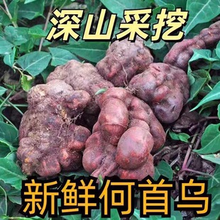 现挖贵州野生黑老何首乌新鲜生首乌大首乌干片可磨粉正品整颗药材