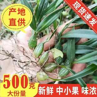 石橄榄新鲜500g双叶中小号石仙桃果种植盆栽炖汤补品煲汤材料单叶
