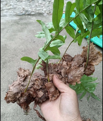 野生新鲜骨碎补爬岩姜新鲜现摘石岩姜接骨猴姜毛姜肉碎补500g包邮