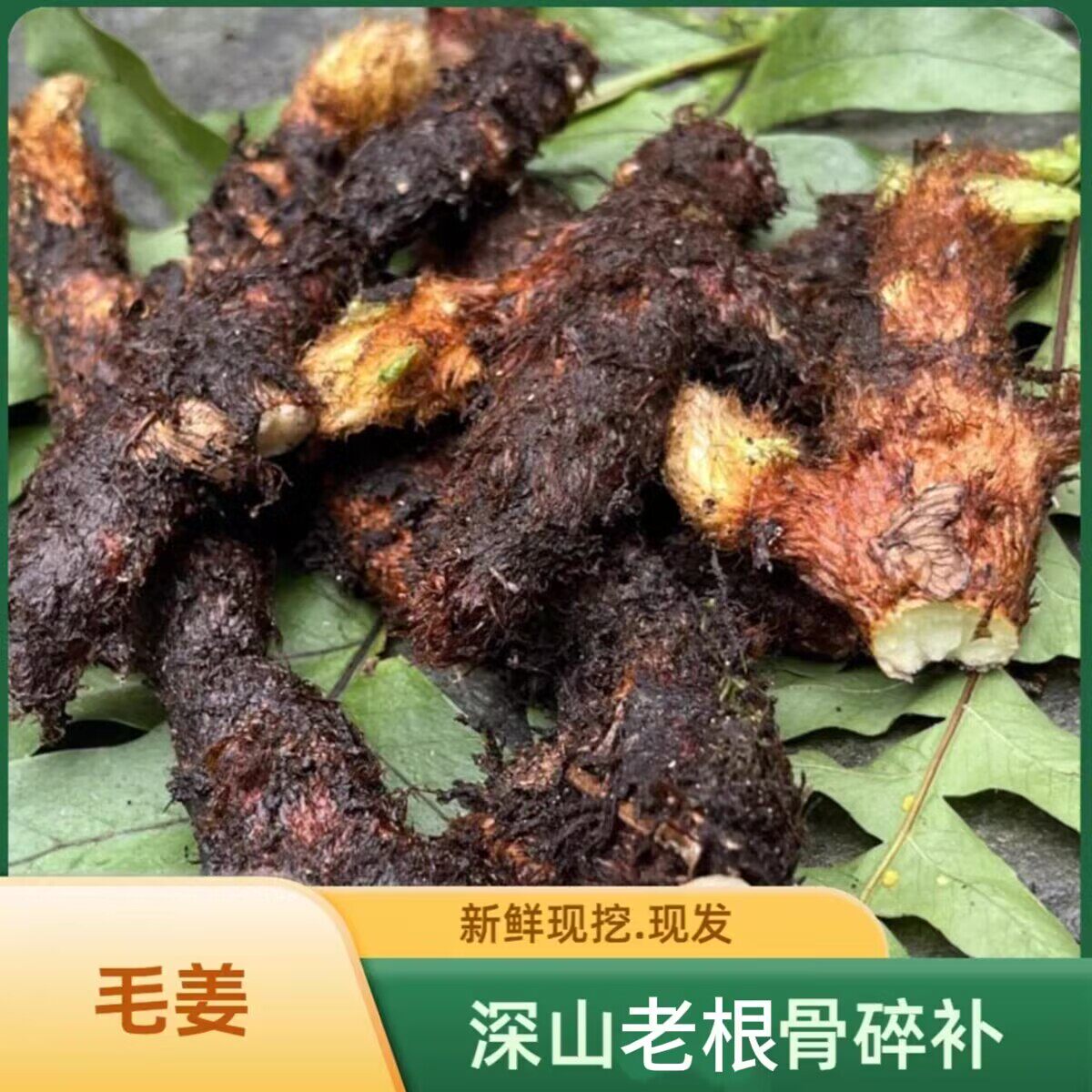广西深山新鲜骨碎补深山毛姜爬岩姜石岩姜接骨姜中药材石碎补现挖