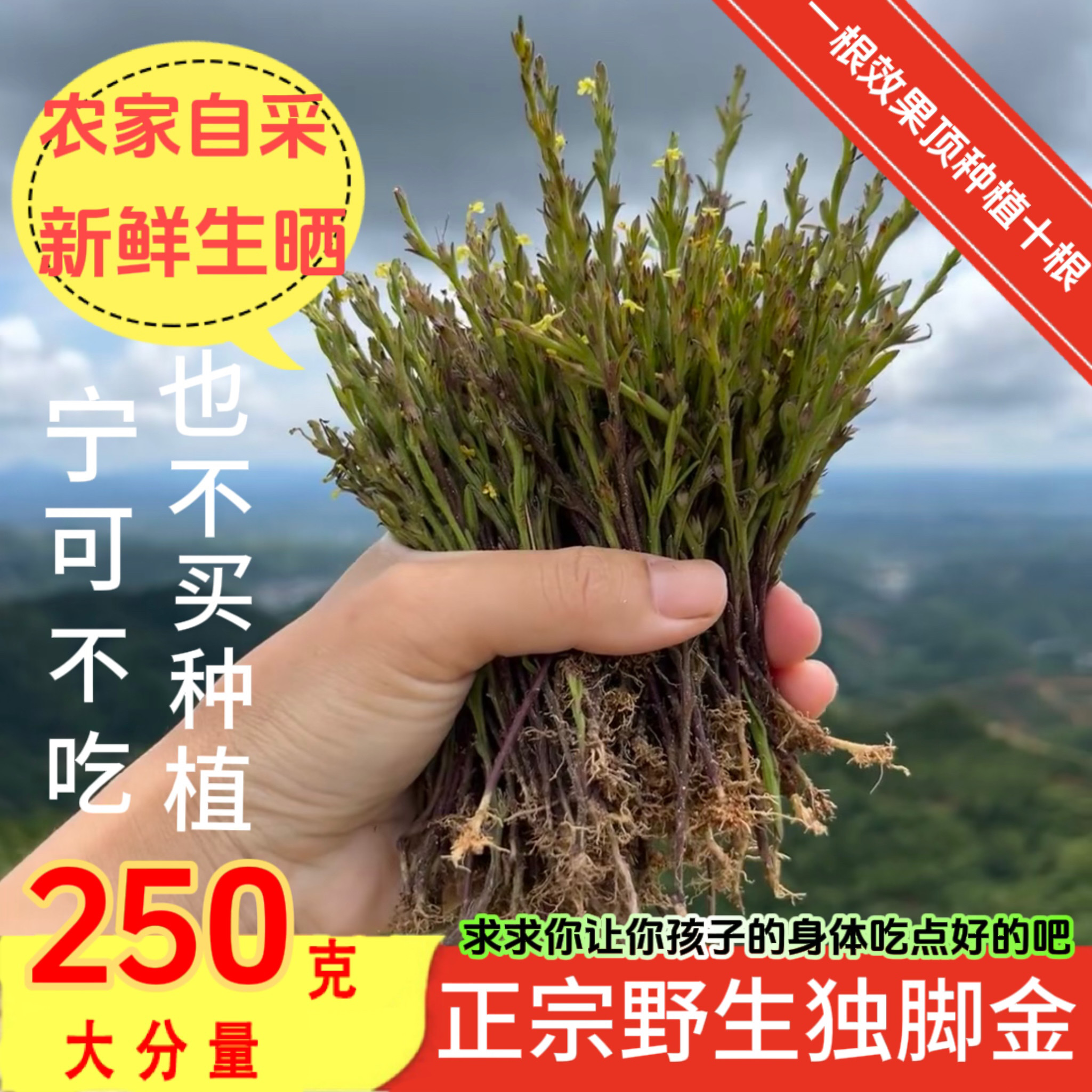 广西野生独脚金疳积草独脚金消积汤儿童双金汤独角金独脚金中药材