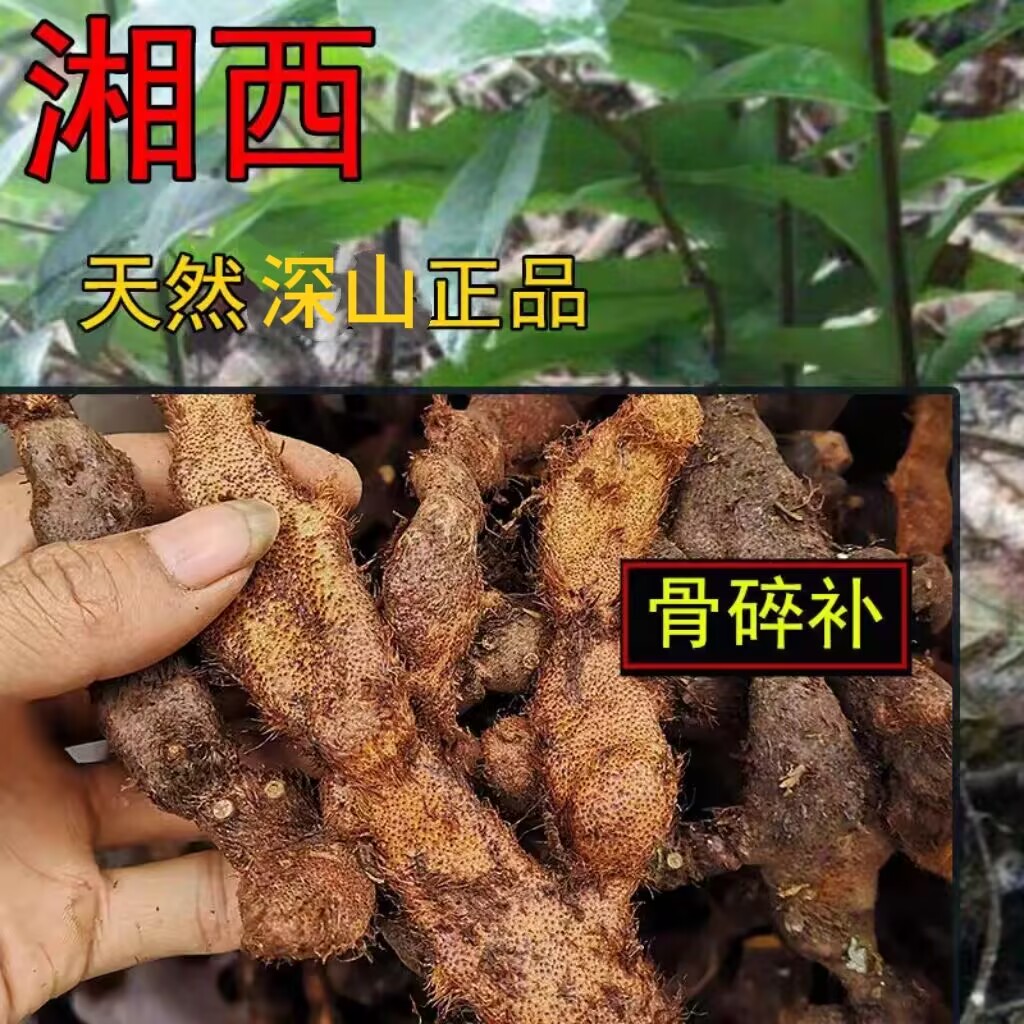 湖南深山新鲜骨碎补毛姜爬岩姜石岩姜接骨姜中药材深山好货老毛姜