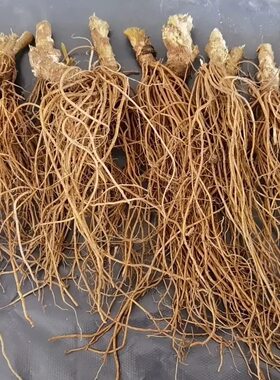 新鲜正宗地胆头广东特产煲汤野生现挖现发草鞋根苦地胆纯头煲汤料