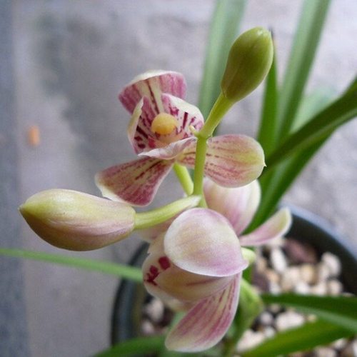 名贵兰花苗建兰四季兰汇翠粉荷浓香好养兰花室内阳台客厅