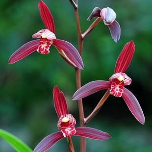 包邮兰花苗阳台花卉绿植浓香盆栽建兰墨宝漏风漏雨自然种植