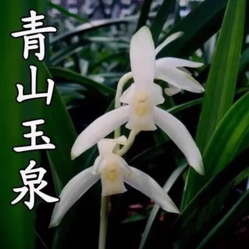 浓香型新款庭院苗建兰四季兰青山玉泉兰花盆栽种子花卉观花客厅