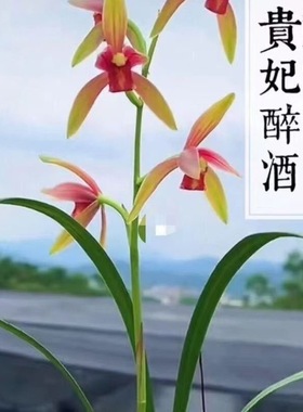名贵兰花苗建兰四季兰贵妃醉酒浓香好养兰花室内阳台客厅