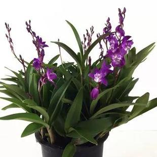 澳洲石斛兰七彩香水石斛水培 浓香好养冬季花期绿植盆栽花卉包邮