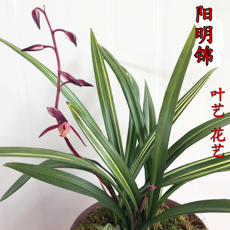兰花苗阳明锦金边叶艺墨兰高档精品线艺报岁兰花卉盆栽包邮