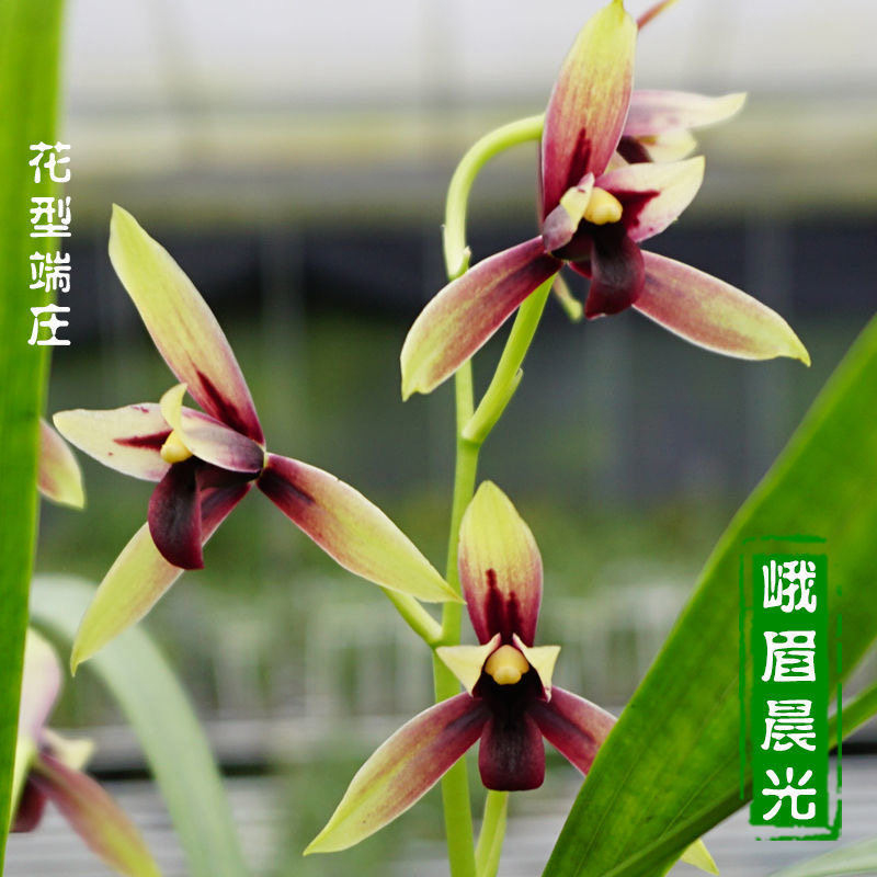 名贵兰花苗建兰四季兰赤诚浓香兰花室内阳台客厅