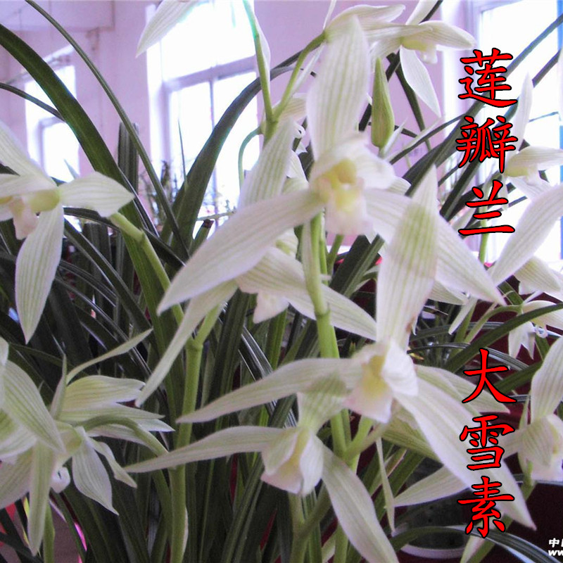 莲瓣兰 大雪素  室内兰花苗好养易花花卉绿植盆栽