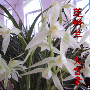 莲瓣兰 大雪素  室内兰花苗好养易花花卉绿植盆栽
