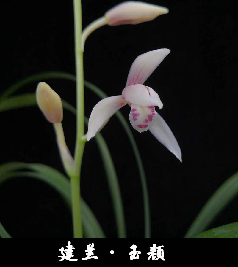 名品兰花苗建兰四季兰玉颜浓香兰花室内阳台客厅