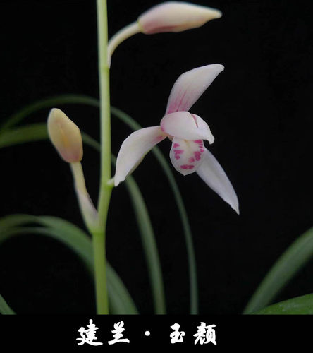 名品兰花苗建兰四季兰玉颜浓香好养兰花室内阳台客厅