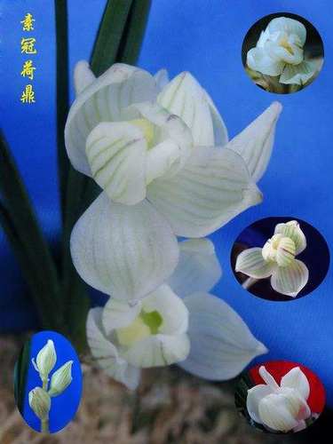 兰花莲瓣兰名品【素冠荷鼎】云南品种浓香室内绿植花卉盆栽