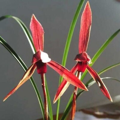 兰花苗花卉阳台绿植盆栽浓香兰花春兰腾越红素